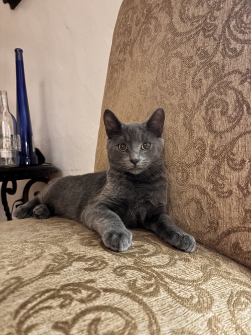 Luke Skywalker ( EE), an adoptable Russian Blue in danville, CA
