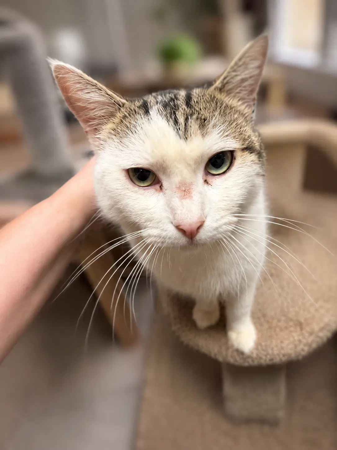 Harlow Napa - Tabby