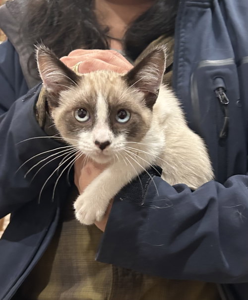 Cloud Napa, an adoptable Siamese in danville, CA