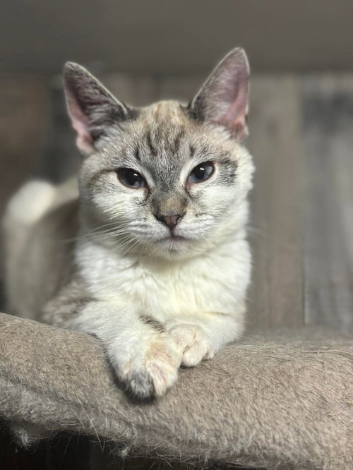 Yarrow ( BC), Young Siamese (medium coat), cat for adoption in San Rafael, California