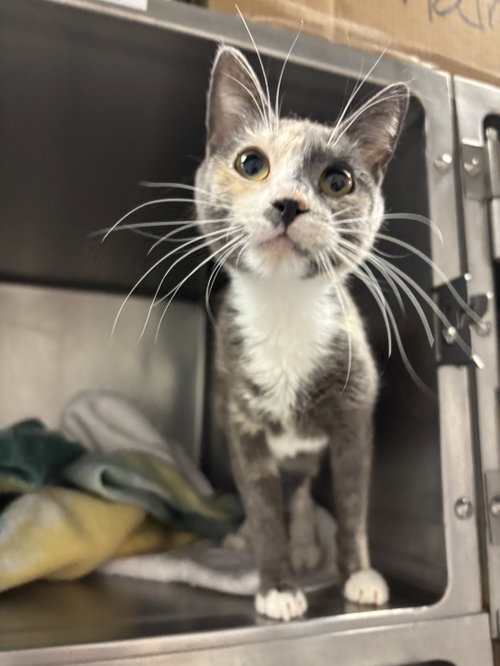 Harmony ( BC), Young Calico (short coat), cat for adoption in San Rafael, California