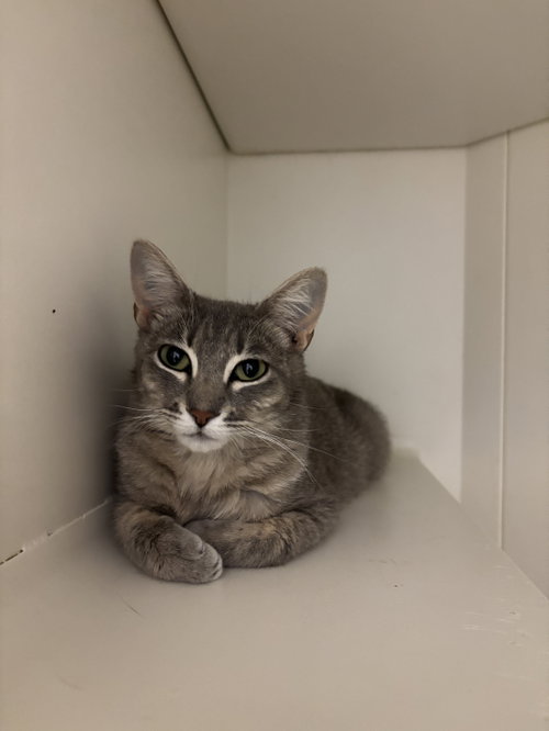 Camilla ( BC), Adult Tabby (medium coat), cat for adoption in San Rafael, California