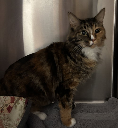Rosey ( BC), Adult Calico / Domestic Long Hair (long coat), cat for adoption in San Rafael, California