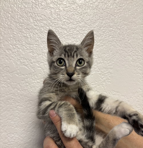 Rocko ( BC), Baby Tabby (short coat), cat for adoption in San Rafael, California