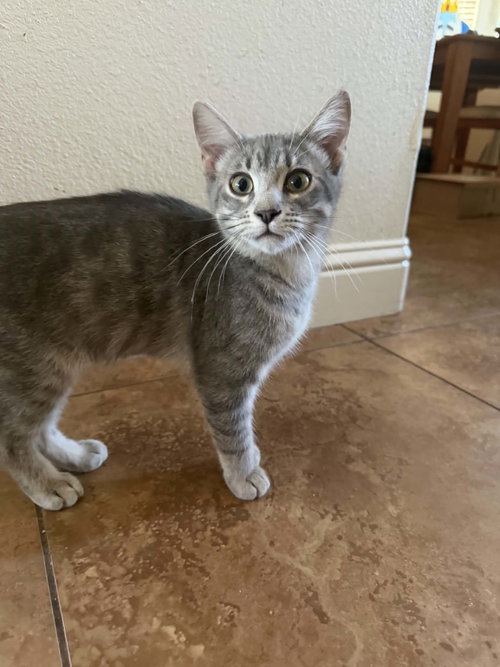 Mud ( AP), Baby Tabby (short coat), cat for adoption in San Rafael, California