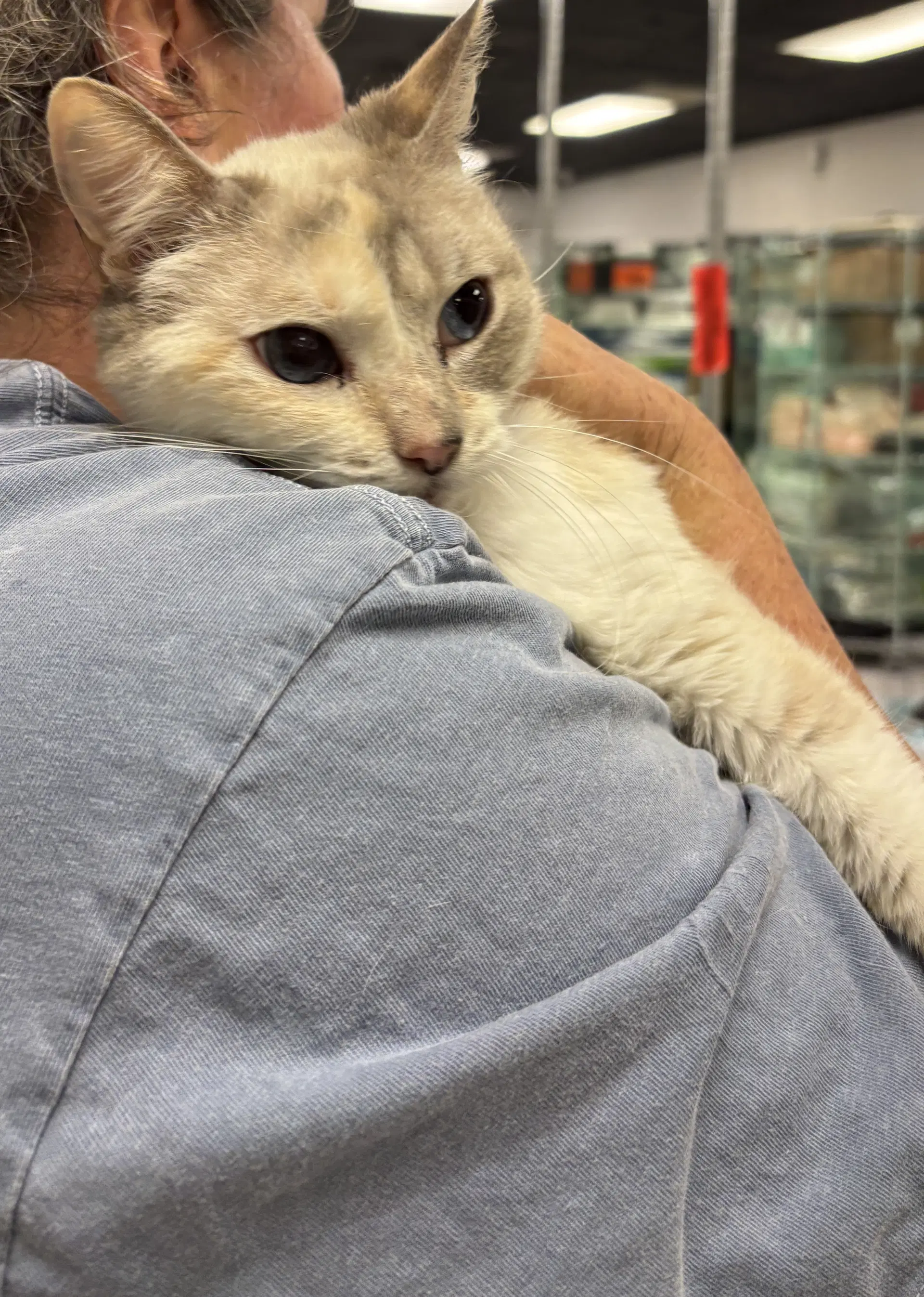 Rosemary Bc - Dilute Calico