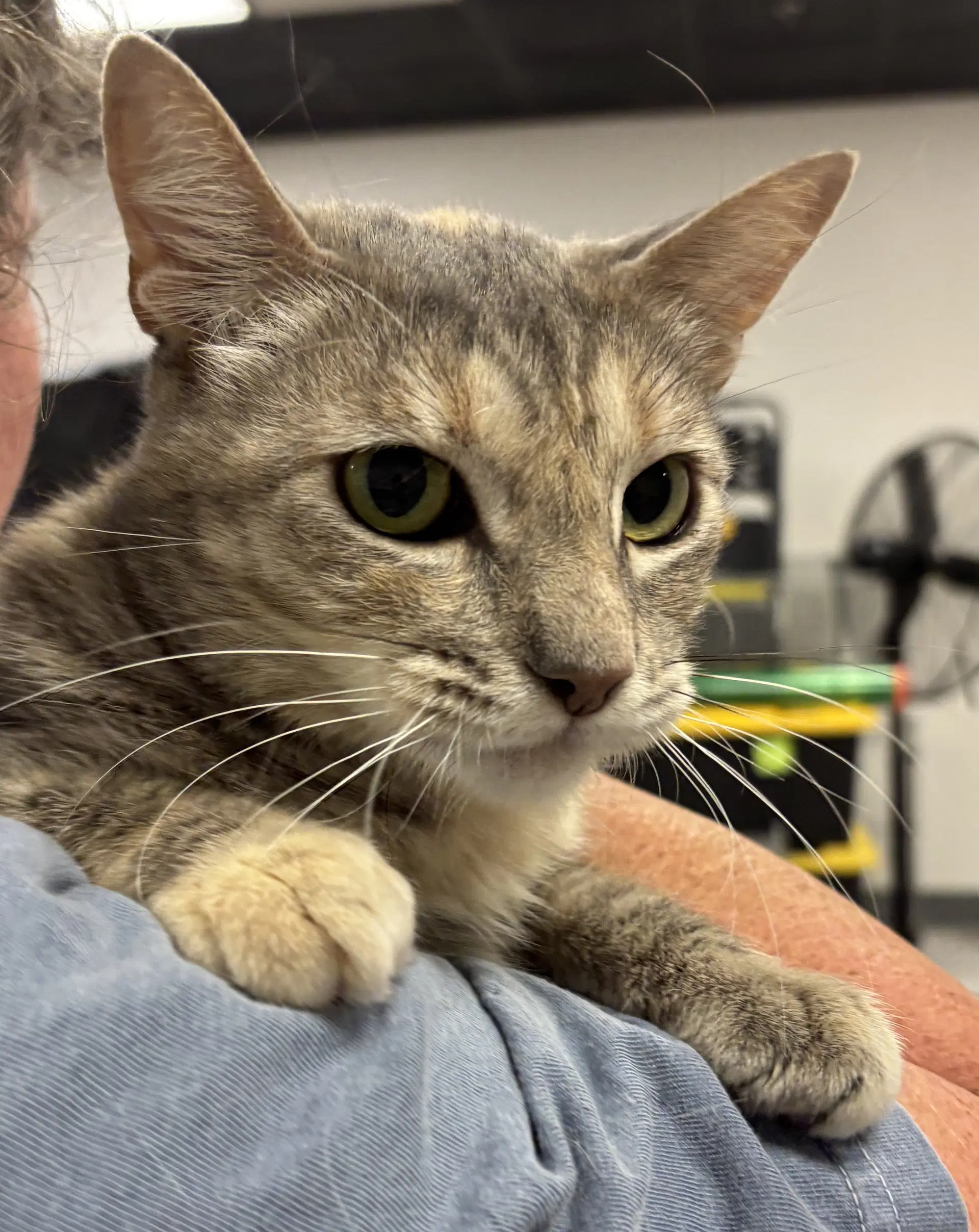 Rose  Bc - Tabby