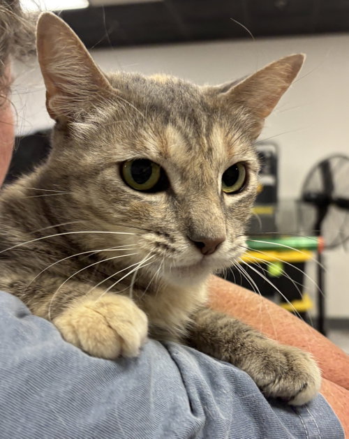 Rose 3 (BC), Young Tabby (short coat), cat for adoption in San Rafael, California