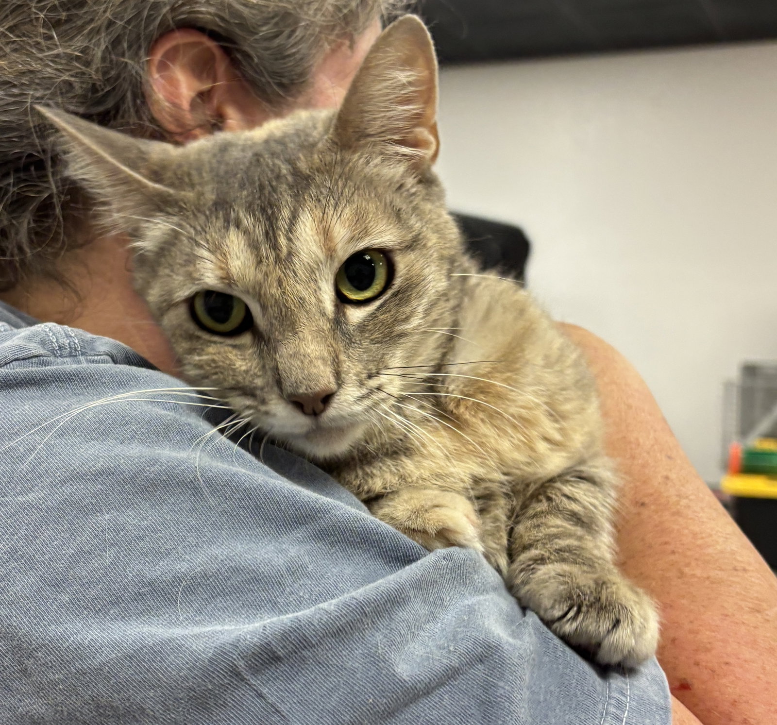 Rose (Napa Petco), photo 2