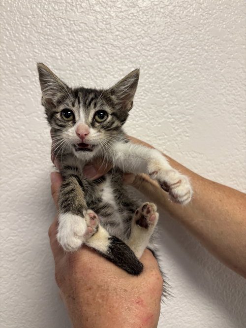 Kodiak ( BC), Baby Tabby (short coat), cat for adoption in San Rafael, California