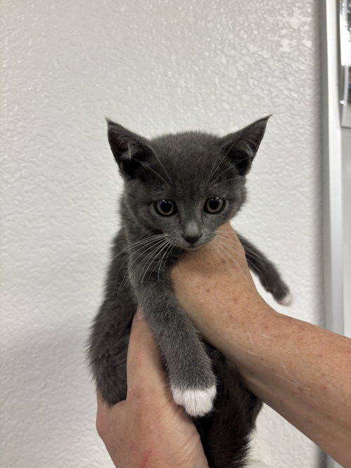 Fozzie ( BC), Baby Tuxedo (short coat), cat for adoption in San Rafael, California