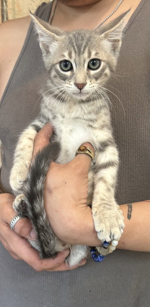 Casanova Napa, Baby Domestic Short Hair (short coat), cat for adoption in San Rafael, California