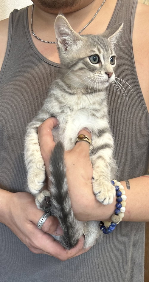 Pepino Napa, Baby Tabby / Domestic Short Hair (short coat), cat for adoption in San Rafael, California