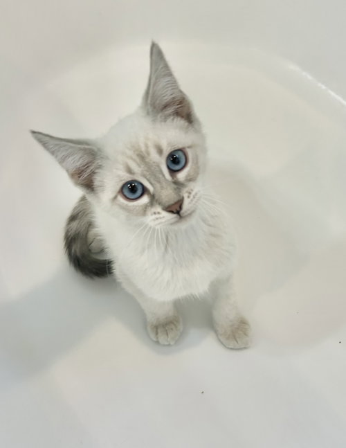 Bambino, Baby Siamese (short coat), cat for adoption in San Rafael, California