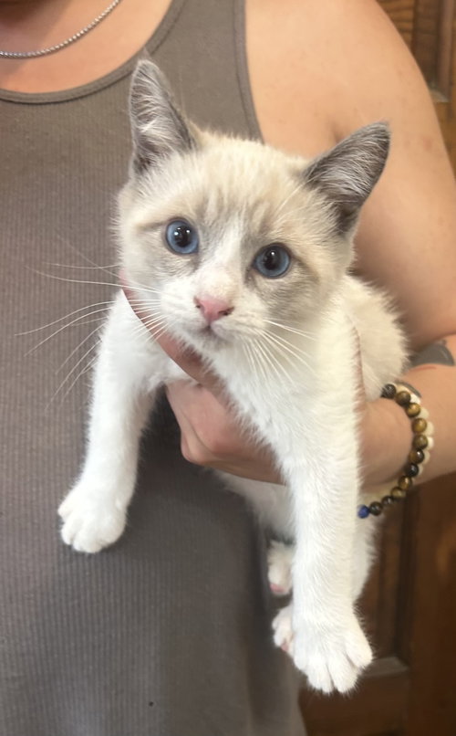 Eddy Napa, Baby Siamese (short coat), cat for adoption in San Rafael, California