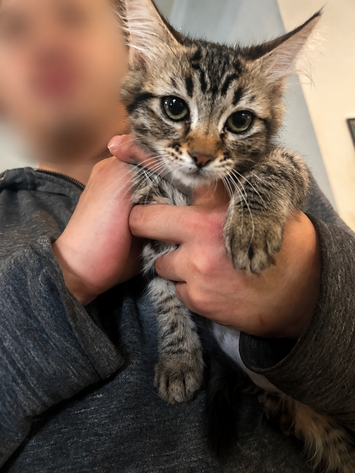 Samara Napa petco