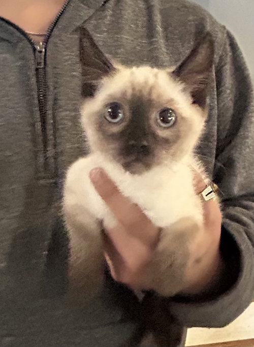 Harpo Napa petco, Baby Siamese (short coat), cat for adoption in Petaluma, California