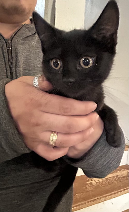 Penelope Napa Petco