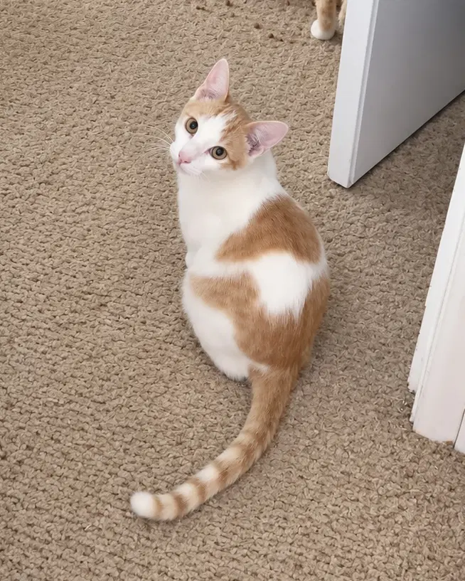 Archie  Jj Napa Petco - Domestic Short Hair