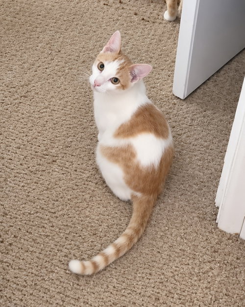 Archie ( JJ) Napa Petco, Domestic Short Hair (short coat)