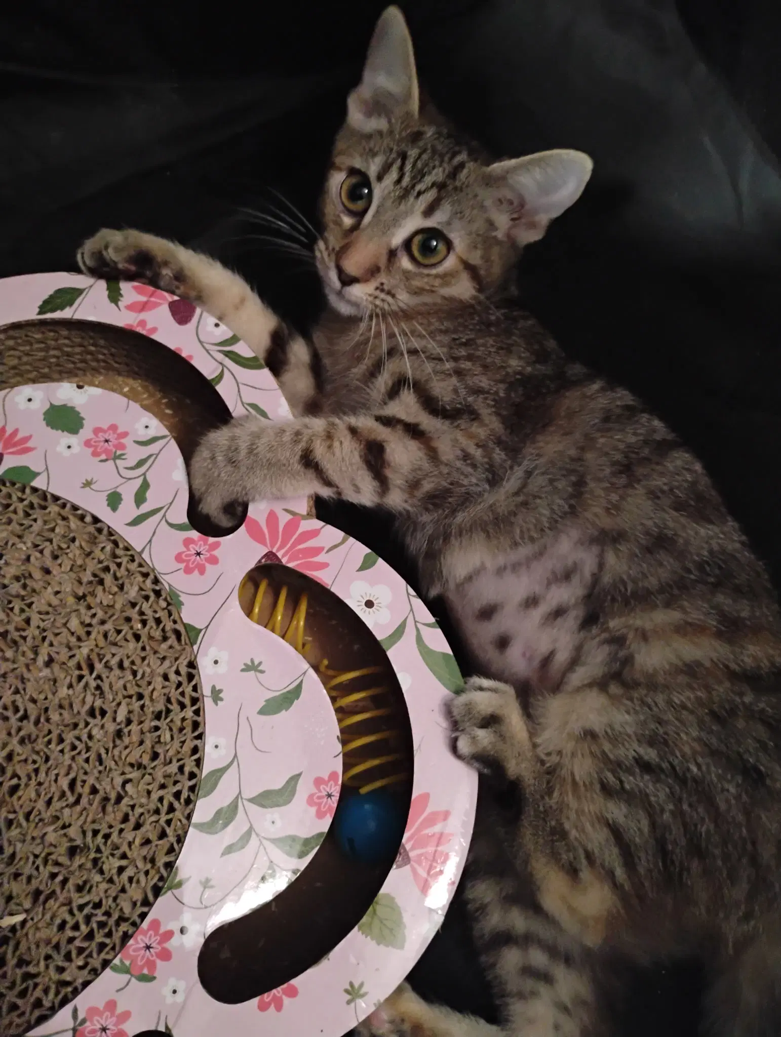 Lily  Kat - Tabby