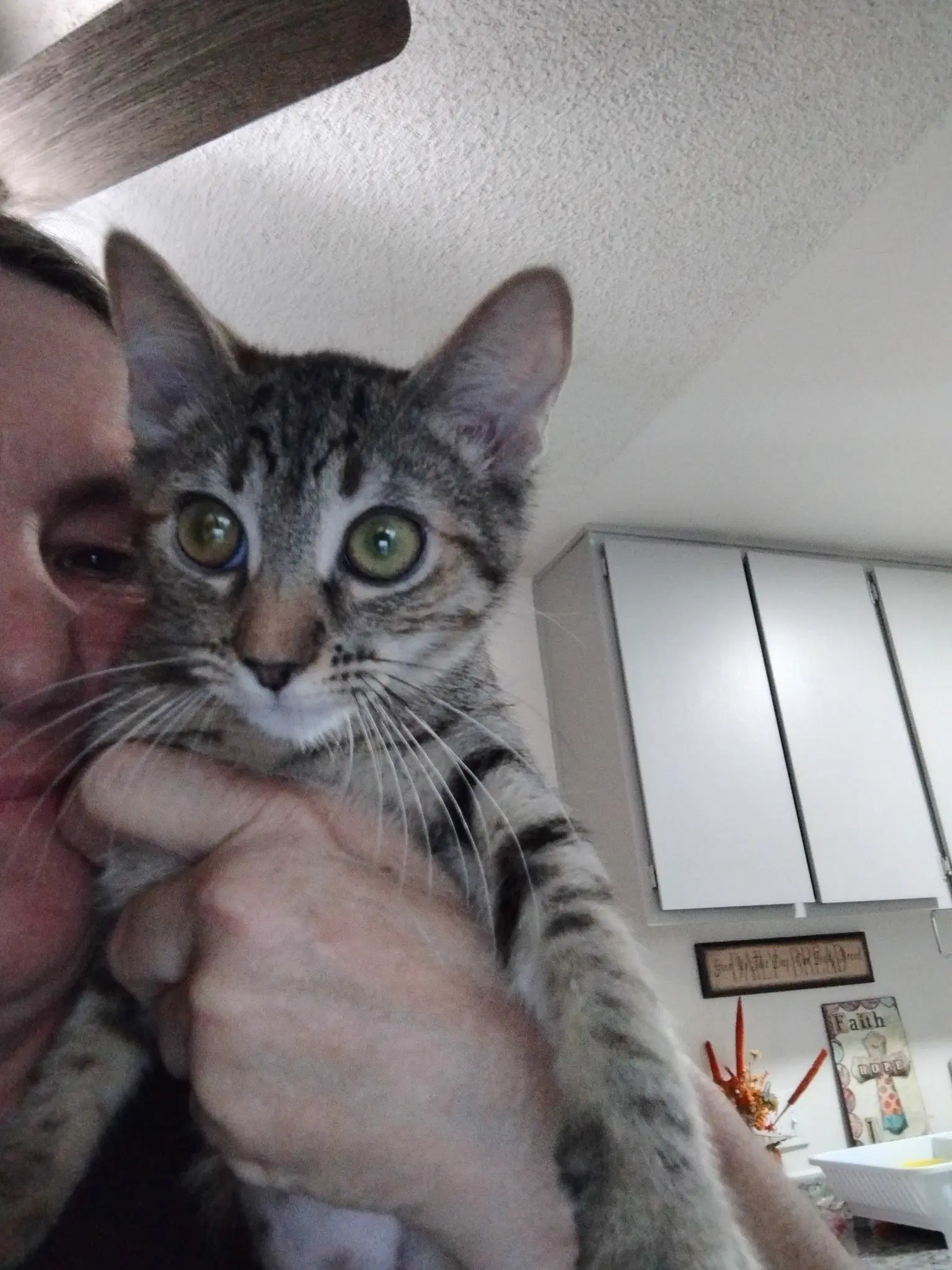 Lily  Kat image 2