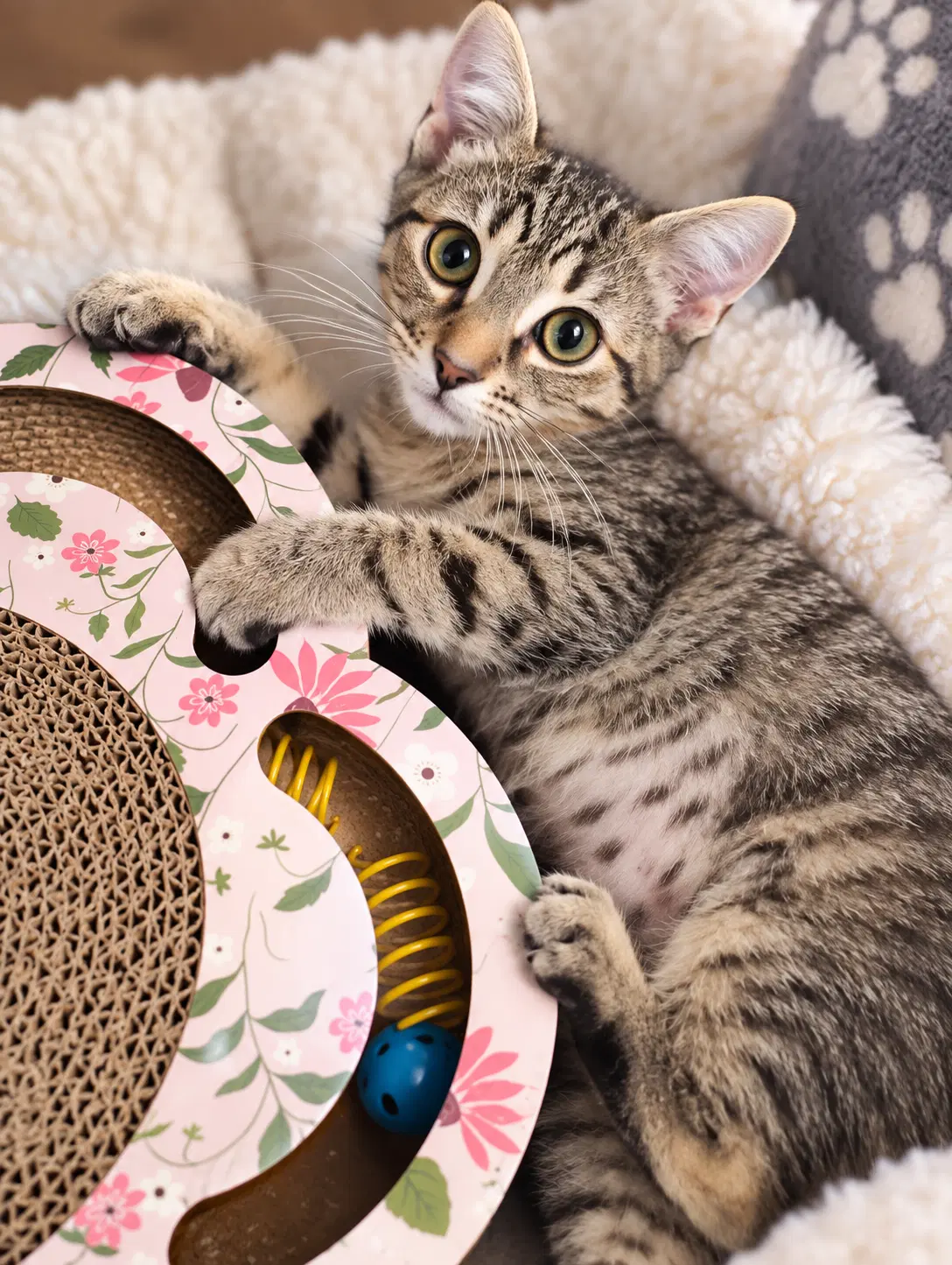 Lily  Kat - Tabby