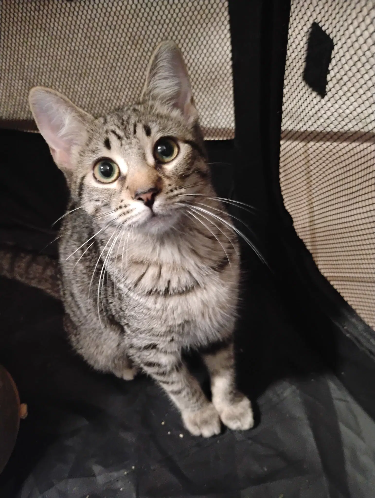 Millie  Kat - Tabby