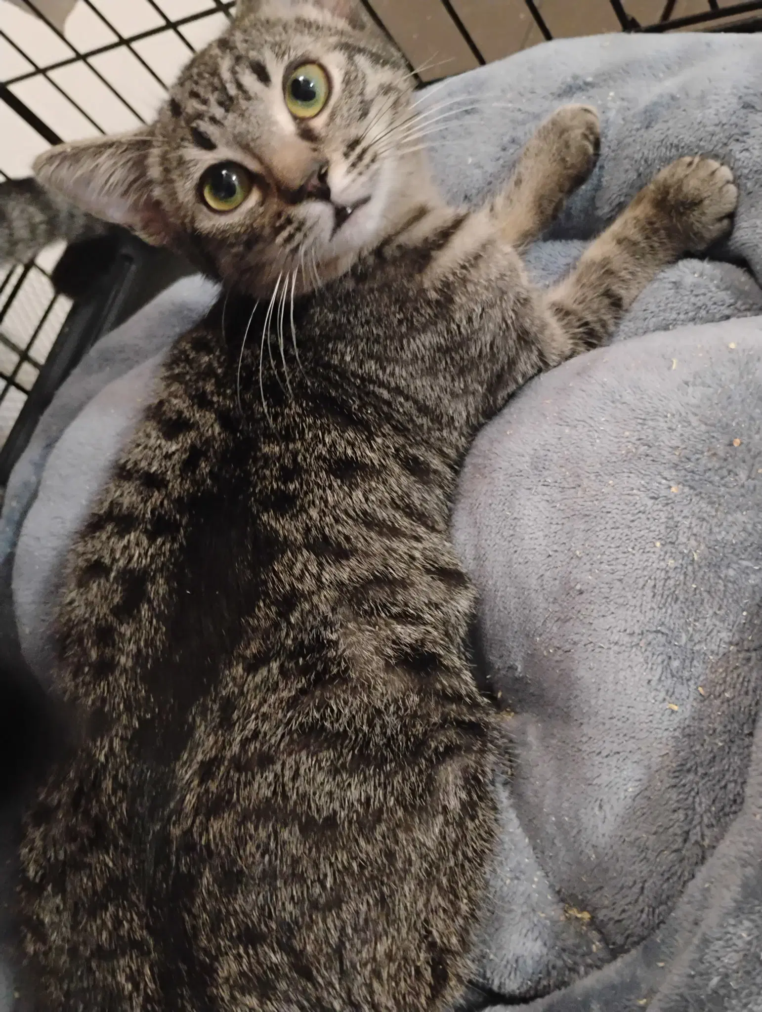 Millie  Kat image 2