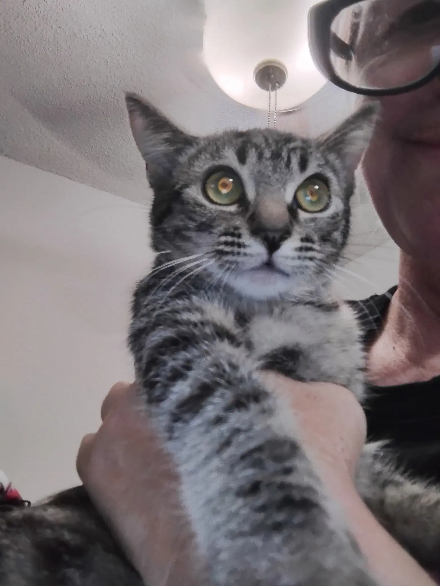 Tilly  Kat - Tabby