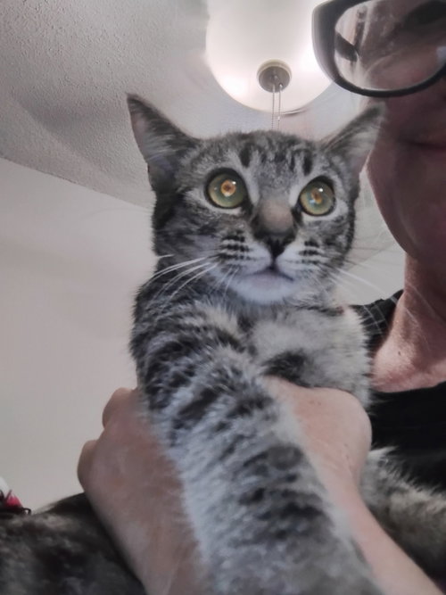 Tilly ( Kat )