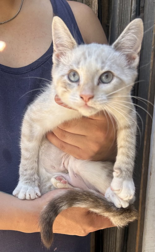 Cleo Napa, an adoptable Siamese in danville, CA