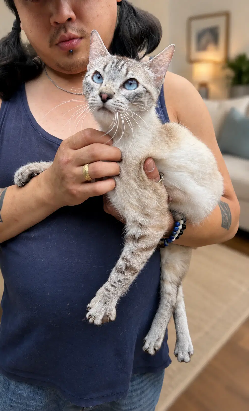Princess Cupcake Napa - Siamese