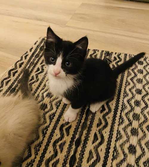 Billy Napa, an adoptable Tuxedo in danville, CA