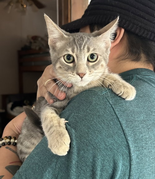 Benny, an adoptable Tabby in danville, CA
