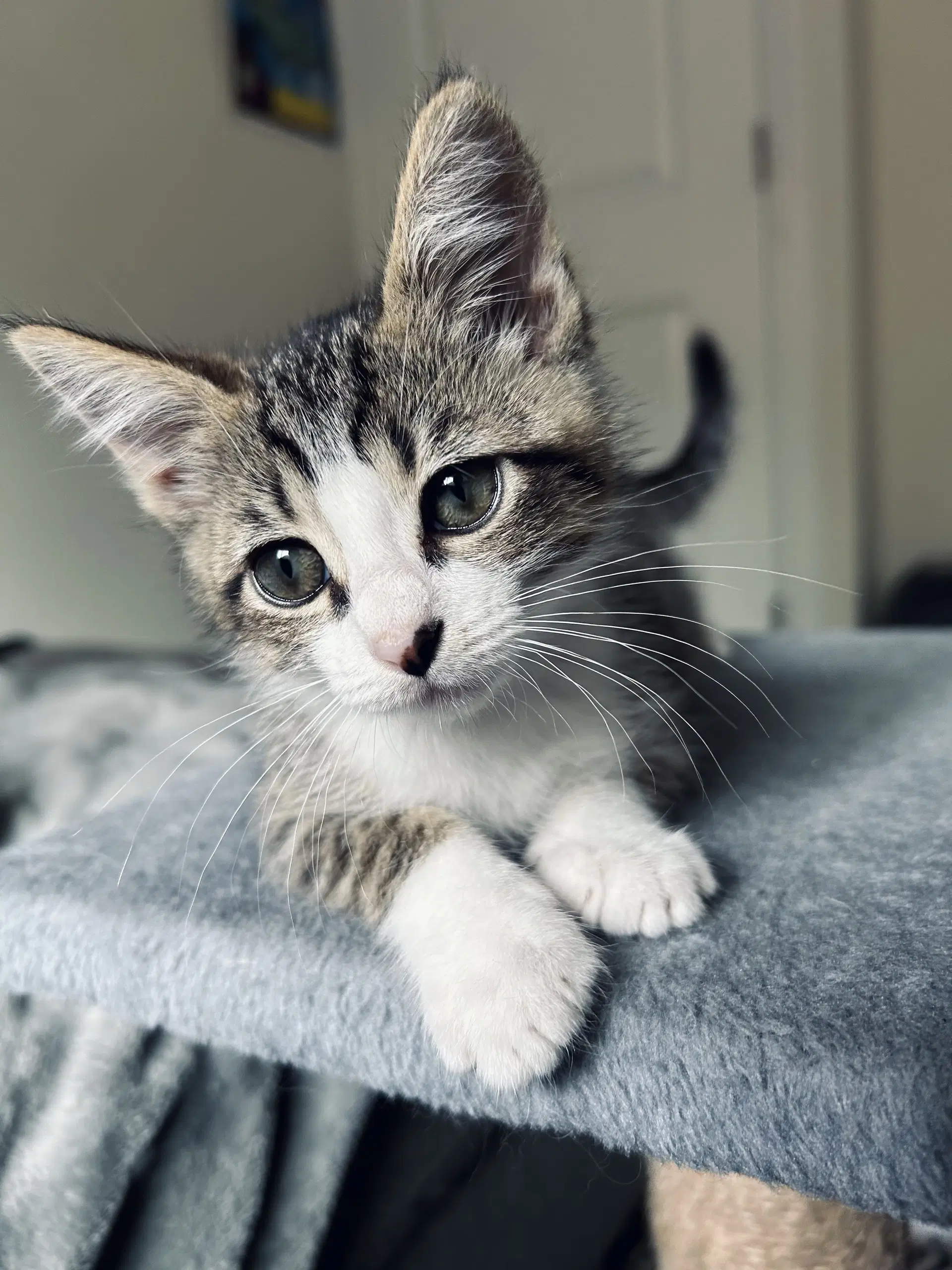 Rowdy Napa - Tabby