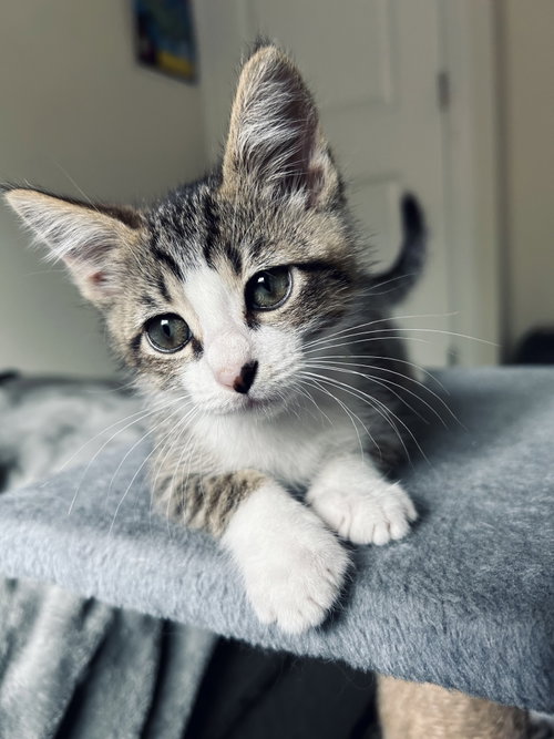 Rowdy Napa, an adoptable Tabby in danville, CA