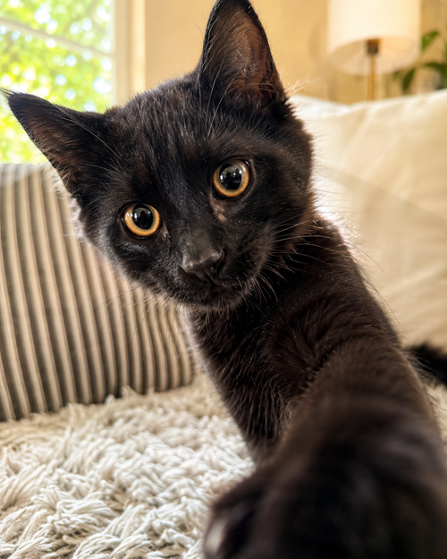 Briar Napa, an adoptable Domestic Long Hair in danville, CA