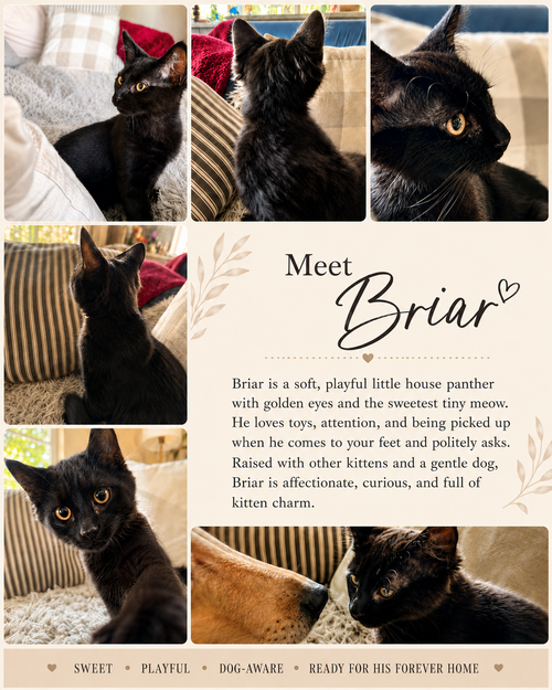 Briar Napa photo 4