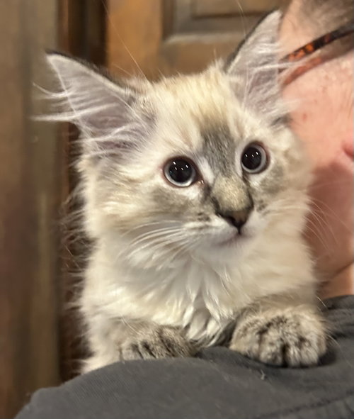 Mallory Napa, an adoptable Himalayan in danville, CA