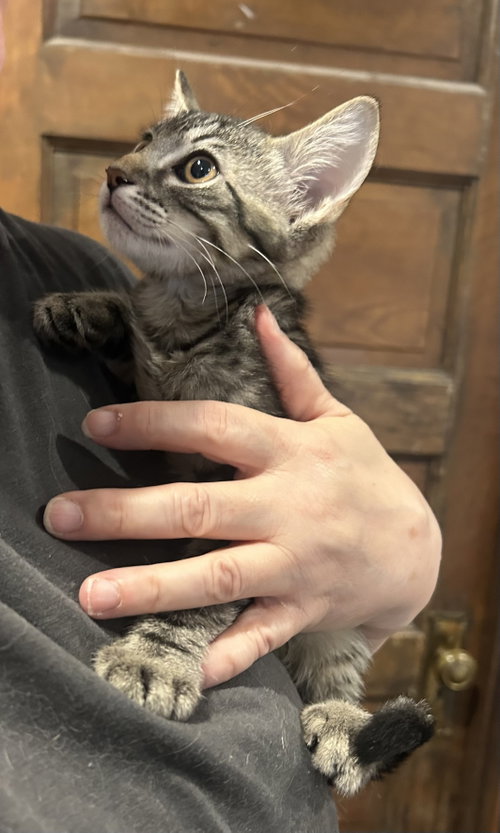 Spencer Napa, an adoptable Tabby in danville, CA
