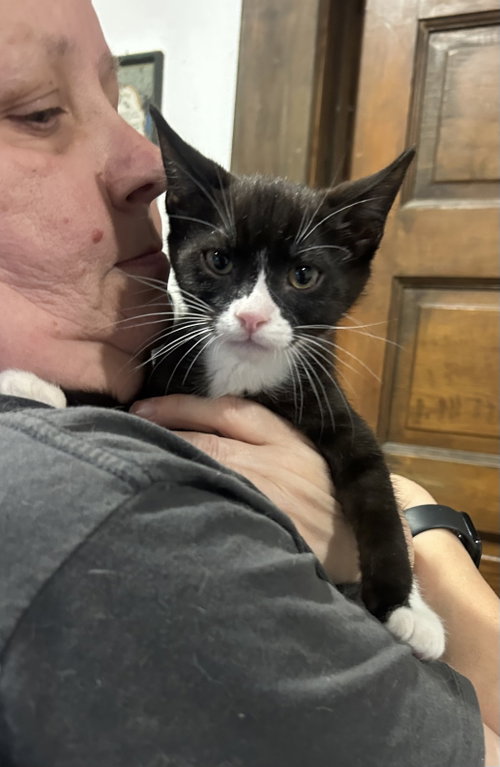 Winston Napa, an adoptable Tuxedo in danville, CA