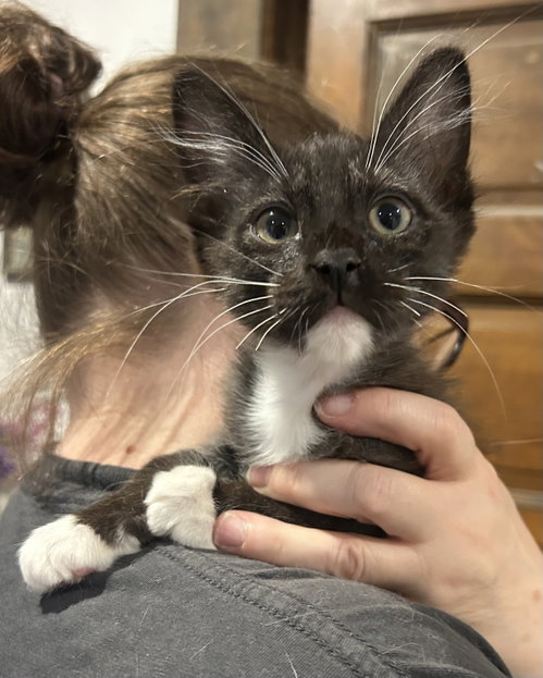 Scooter Napa, an adoptable Tuxedo in danville, CA