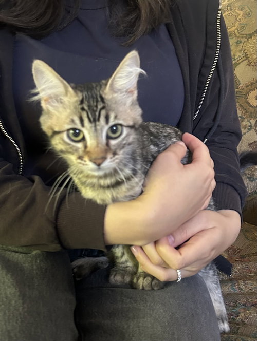 Felicia Napa, an adoptable Maine Coon in danville, CA