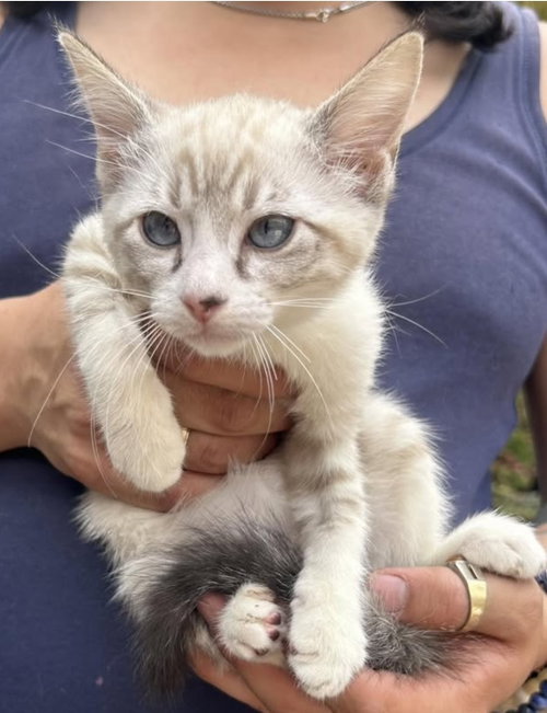 Braxton Napa, an adoptable Siamese in danville, CA