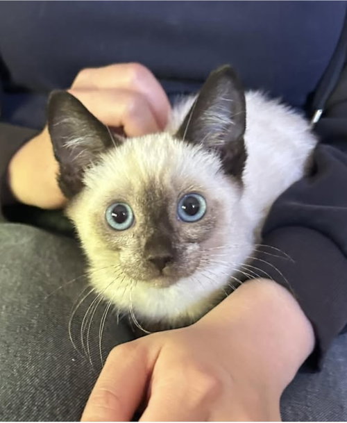 Charlie Napa, an adoptable Siamese in danville, CA