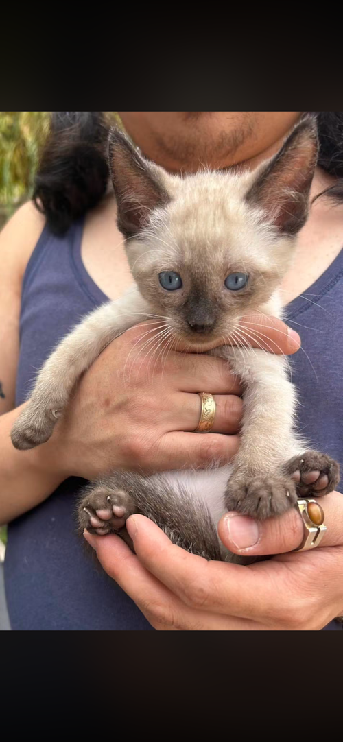 Reagan, an adoptable Siamese in danville, CA