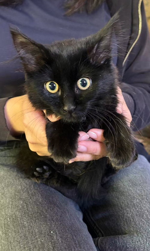 Jorgy, an adoptable Maine Coon in danville, CA