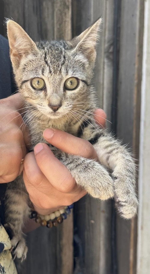 Dexter Napa, an adoptable Tabby in danville, CA