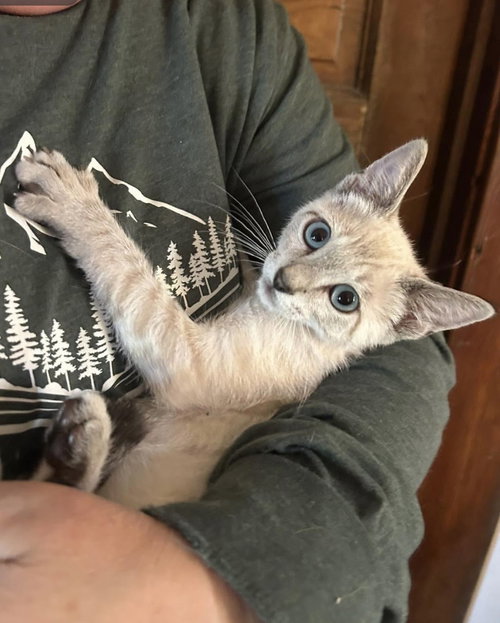 Delilah Napa, an adoptable Siamese in danville, CA